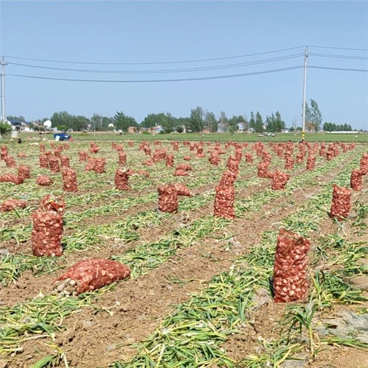 Self-propelled Garlic Harvester Cutting Stems